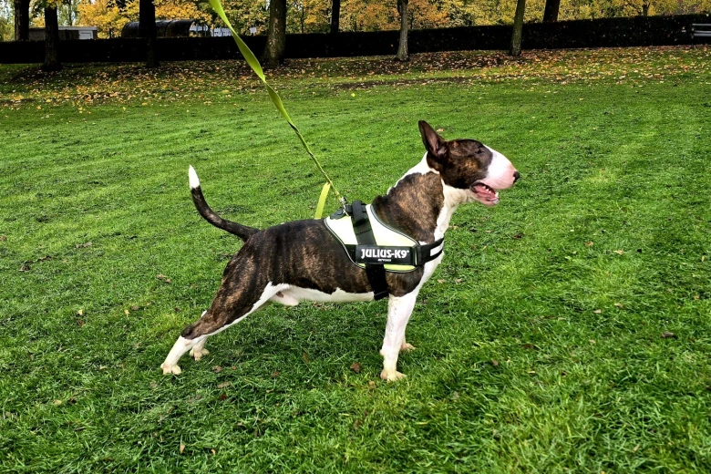 Bull Terrier