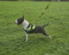 Bull Terrier