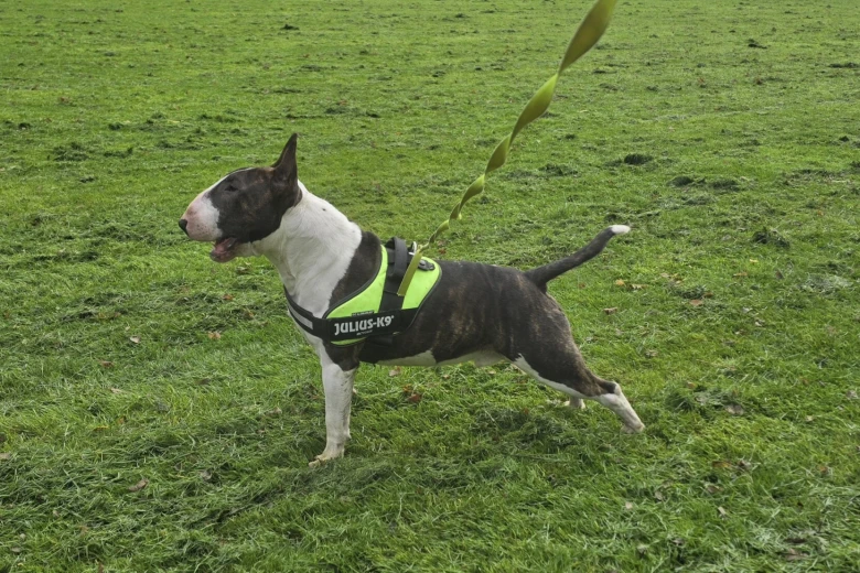 Bull Terrier