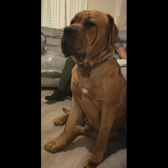 Bullmastiff