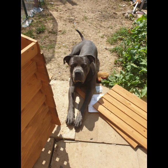 Cane Corso