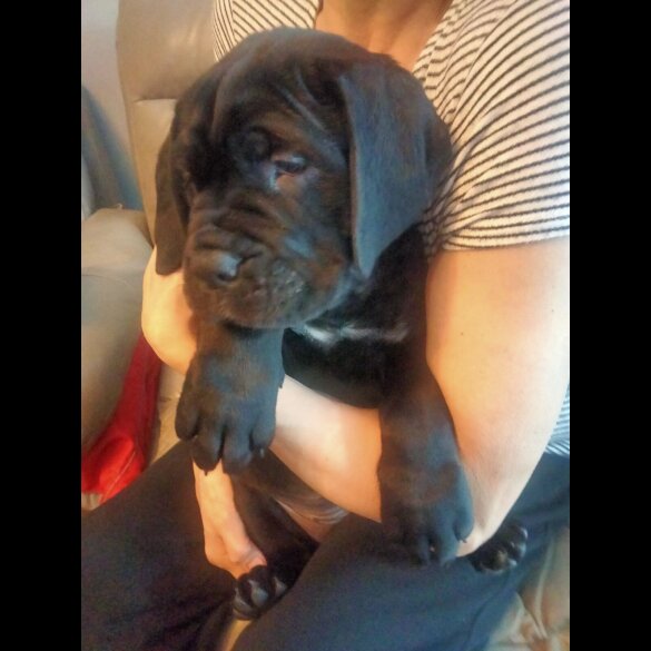 Cane Corso
