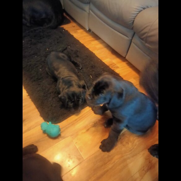 Cane Corso