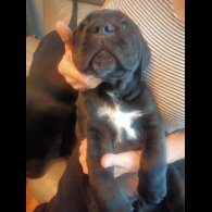 Cane Corso