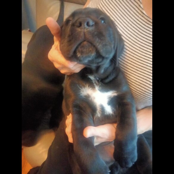 Cane Corso