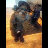 Cane Corso