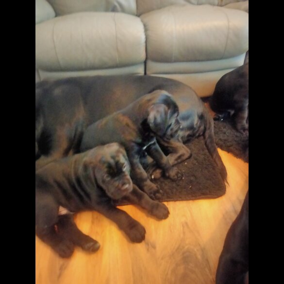 Cane Corso