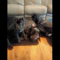 Cane Corso
