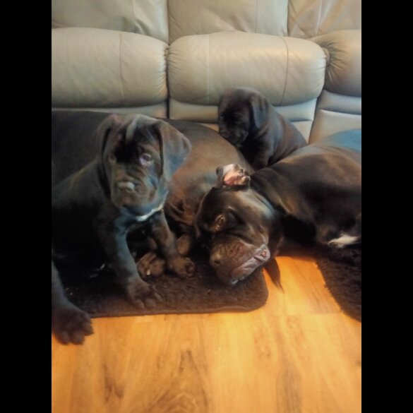 Cane Corso