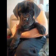 Cane Corso