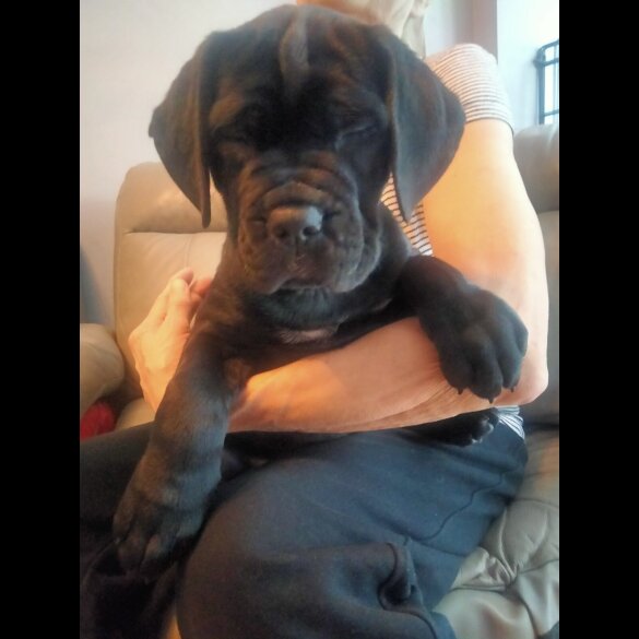 Cane Corso