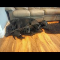 Cane Corso