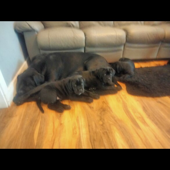 Cane Corso