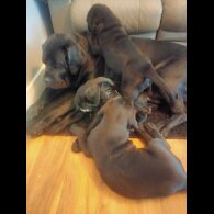Cane Corso
