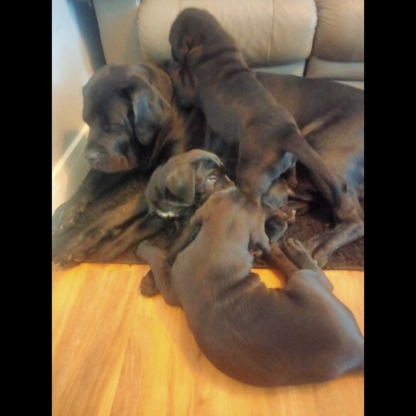 Cane Corso