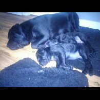 Cane Corso