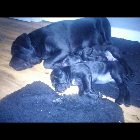 Cane Corso