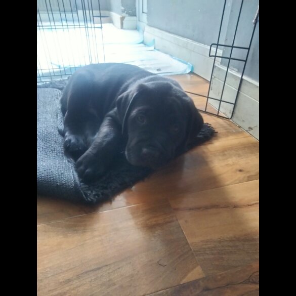 Cane Corso