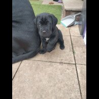 Cane Corso