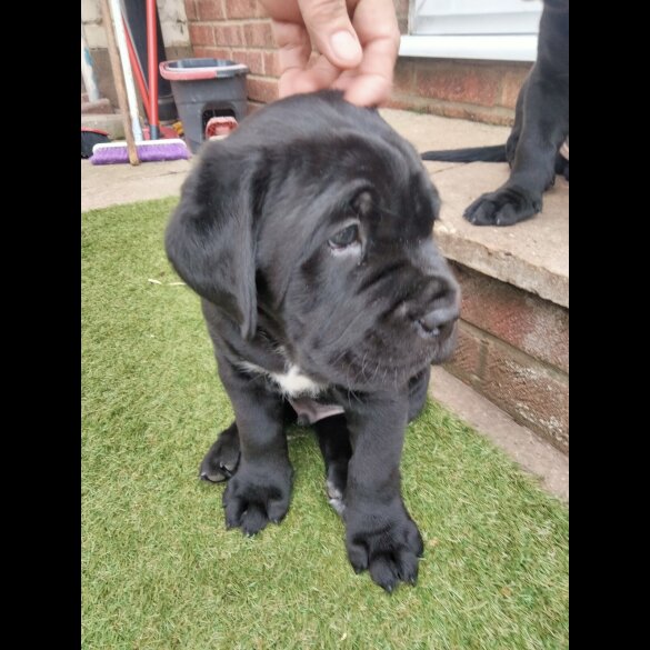 Cane Corso