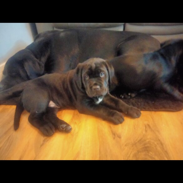 Cane Corso