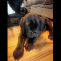 Cane Corso