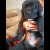 Cane Corso