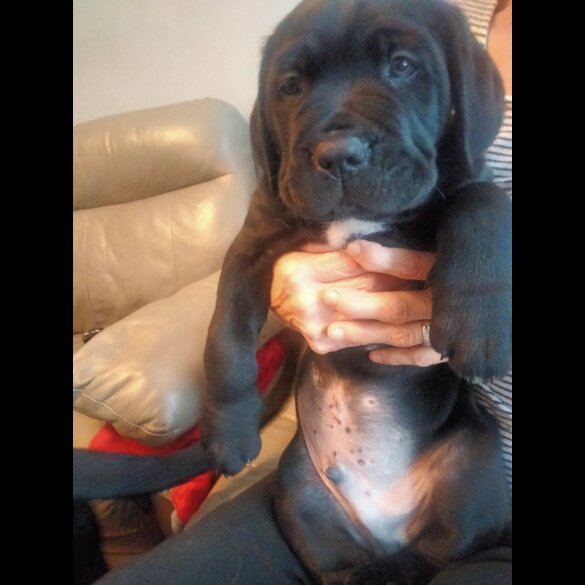 Cane Corso