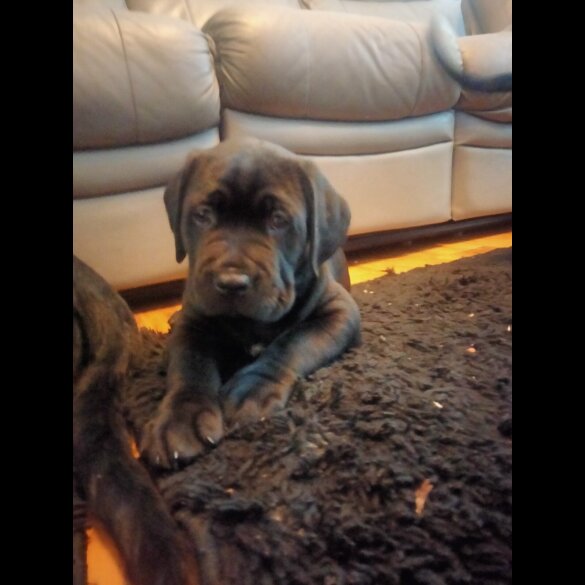 Cane Corso