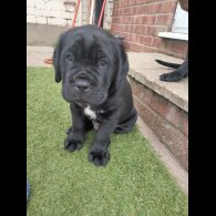 Cane Corso