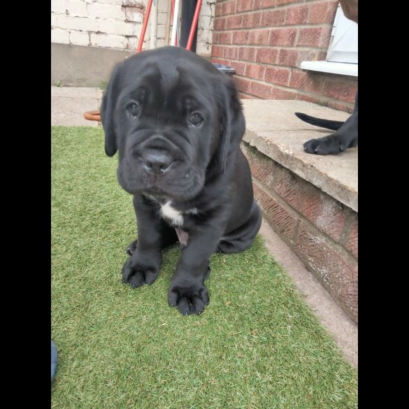 Cane Corso