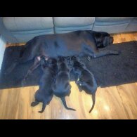 Cane Corso