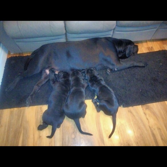 Cane Corso