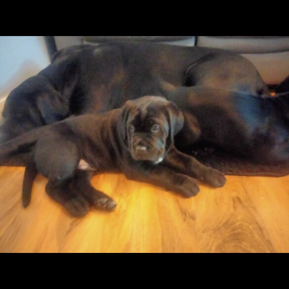 Cane Corso