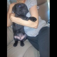 Cane Corso