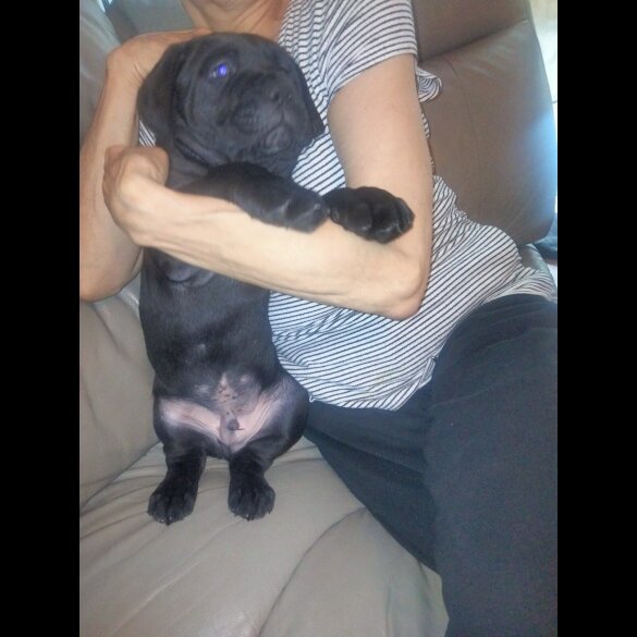 Cane Corso