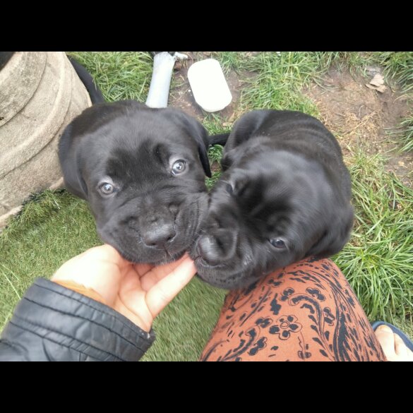 Cane Corso
