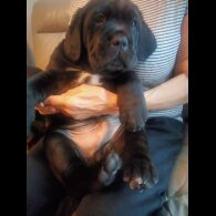 Cane Corso