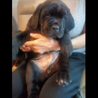Cane Corso