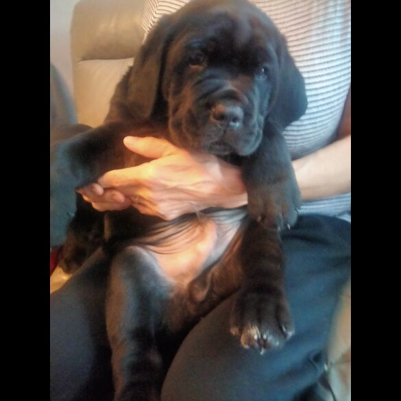 Cane Corso