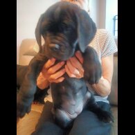 Cane Corso