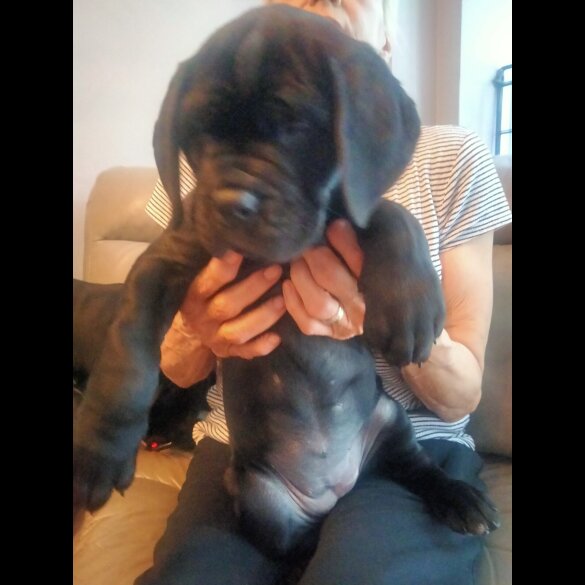 Cane Corso