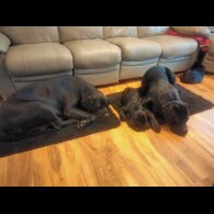 Cane Corso