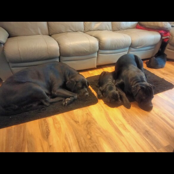 Cane Corso