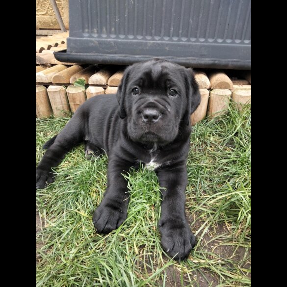 Cane Corso