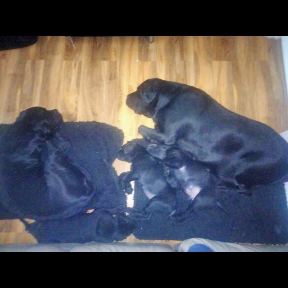 Cane Corso