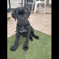 Cane Corso