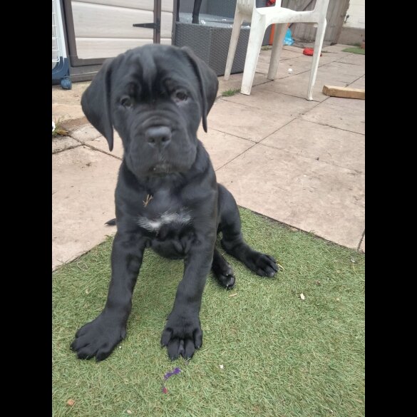 Cane Corso