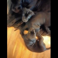 Cane Corso
