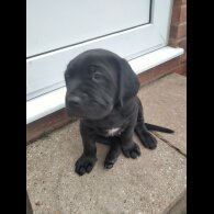 Cane Corso